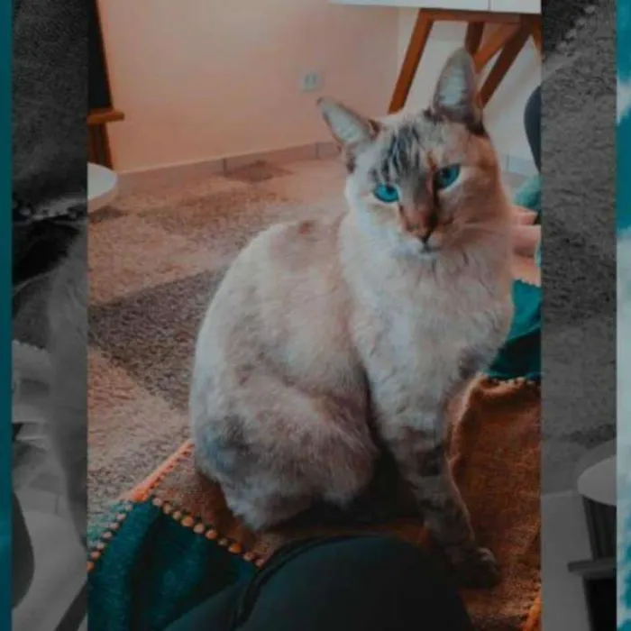 Gato raça - idade 6 ou mais anos nome Marie