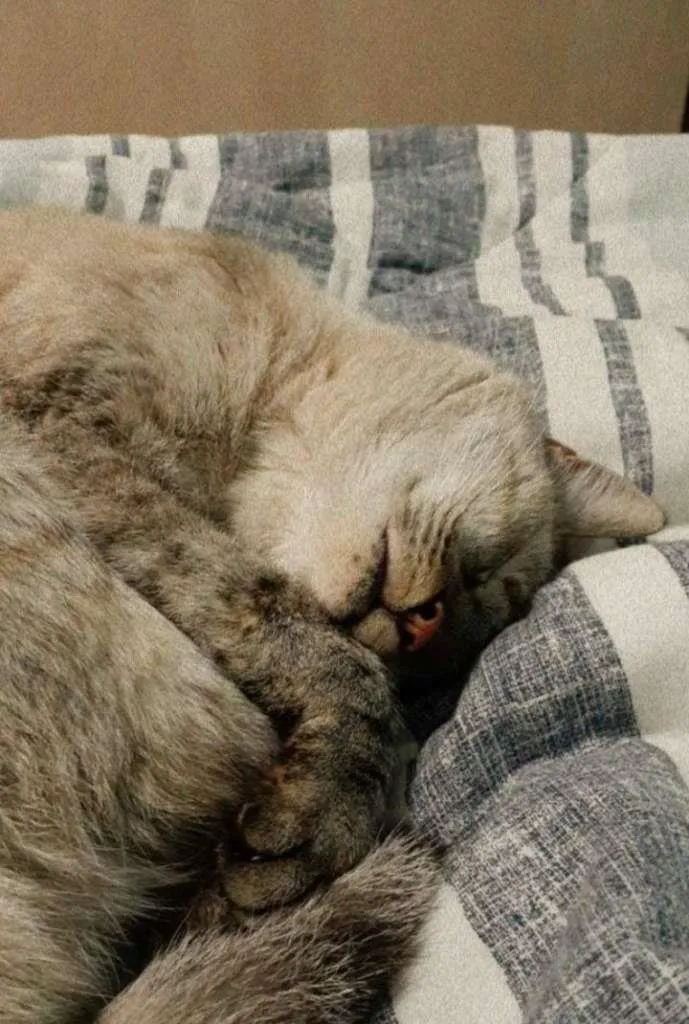 Gato raça - idade 6 ou mais anos nome Marie