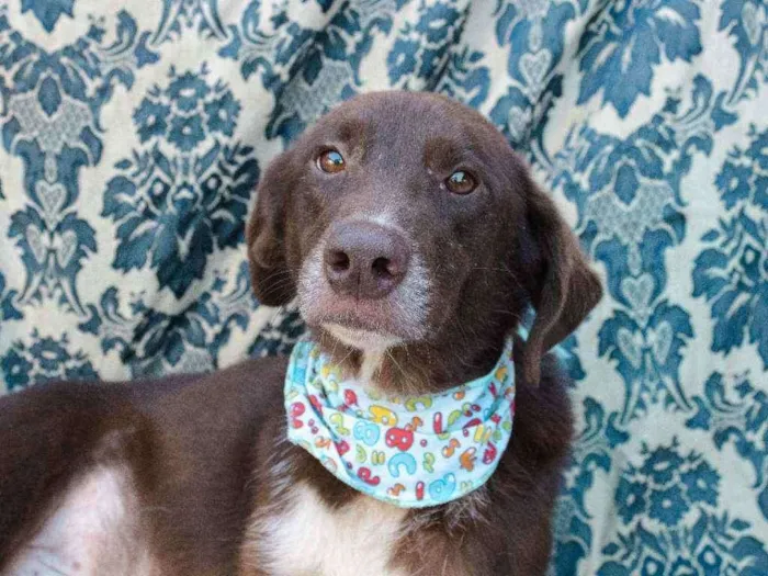 Cachorro ra a SRD idade 4 anos nome Jordan