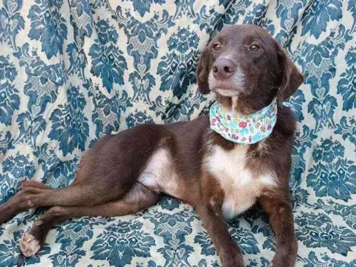 Cachorro ra a SRD idade 4 anos nome Jordan