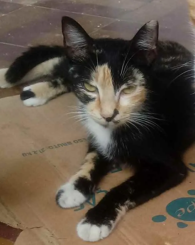 Gato raça  idade 2 a 6 meses nome Sem nomes.