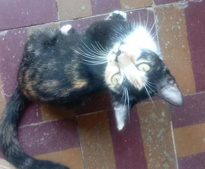Gato raça  idade 2 a 6 meses nome Sem nomes.