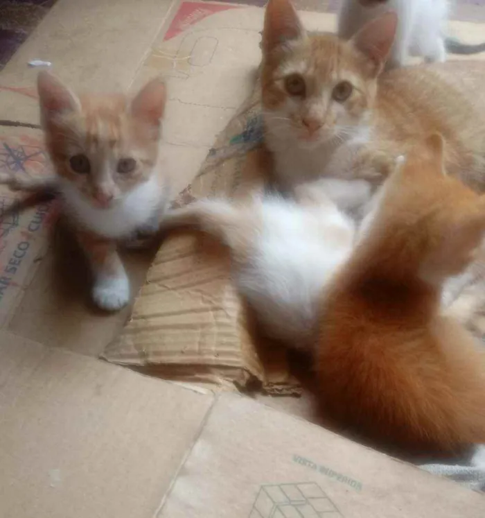 Gato raça  idade 2 a 6 meses nome Sem nomes.