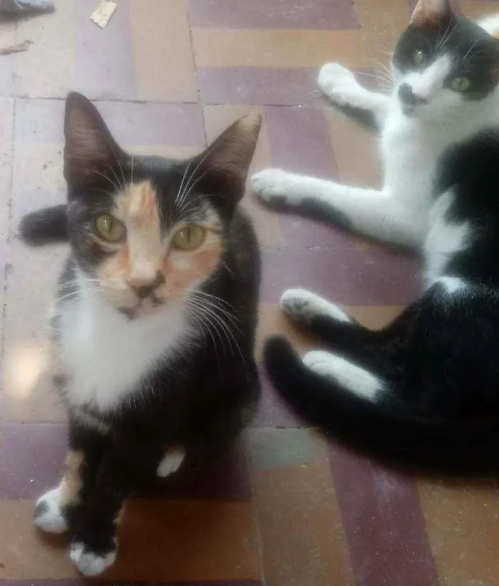 Gato raça  idade 2 a 6 meses nome Sem nomes.
