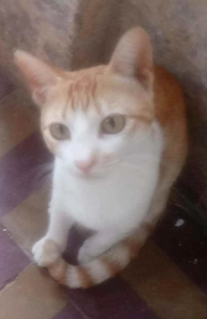 Gato raça  idade 2 a 6 meses nome Sem nomes.