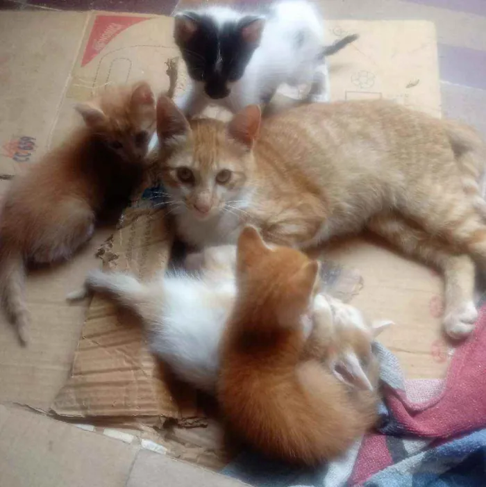 Gato raça  idade 2 a 6 meses nome Sem nomes.