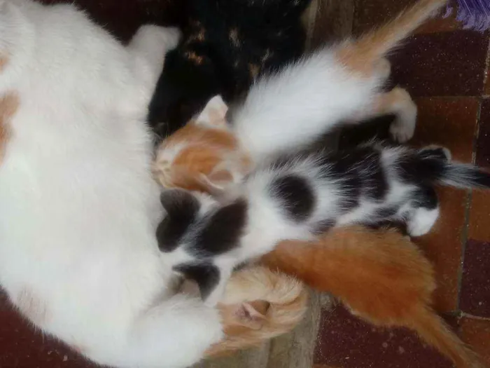 Gato raça  idade 2 a 6 meses nome Sem nomes.