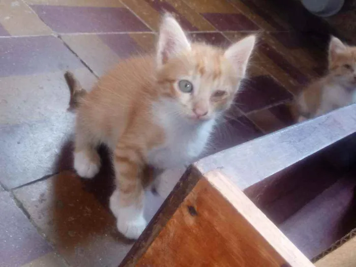 Gato raça  idade 2 a 6 meses nome Sem nomes.