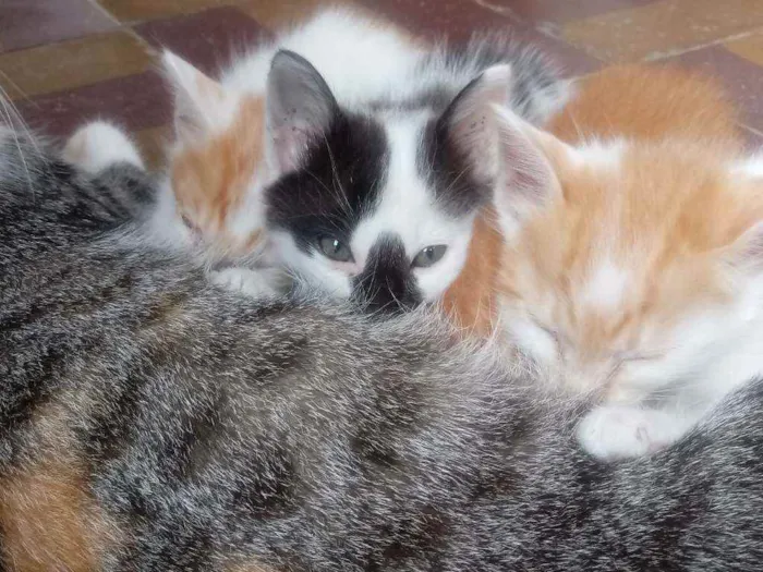 Gato raça  idade 2 a 6 meses nome Sem nomes.