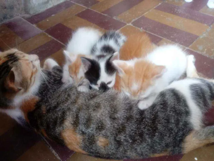 Gato raça  idade 2 a 6 meses nome Sem nomes.