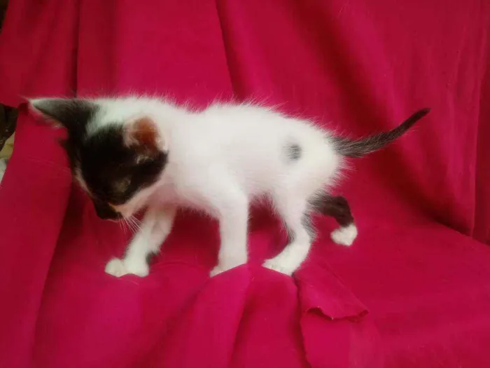 Gato raça  idade 2 a 6 meses nome Sem nomes.