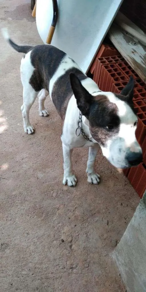 Cachorro ra a Mestiço com BullTerrier idade 5 anos nome Ricke