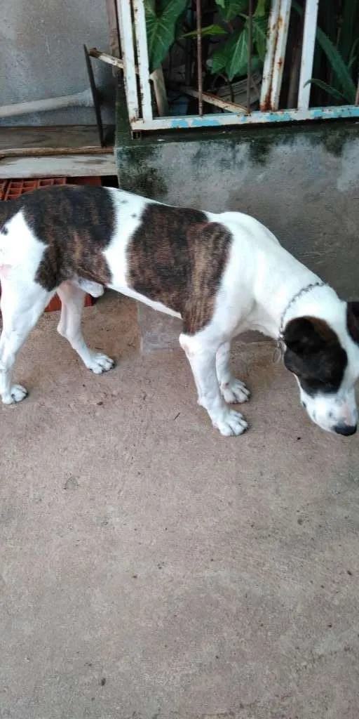 Cachorro ra a Mestiço com BullTerrier idade 5 anos nome Ricke