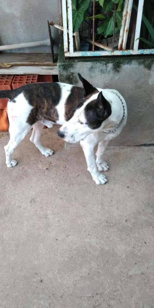 Cachorro ra a Mestiço com BullTerrier idade 5 anos nome Ricke