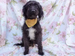 Cachorro raça SRD idade 1 ano nome Carolina 