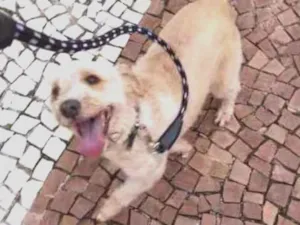 Cachorro raça Srd idade 6 ou mais anos nome ESTOPINHA