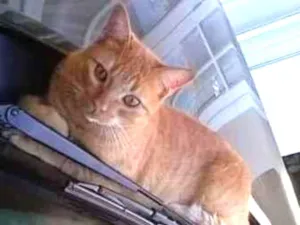 Gato raça - idade 6 ou mais anos nome Tigrinho