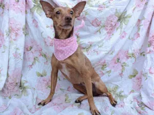 Cachorro raça SRD idade 2 anos nome Sasha