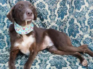 Cachorro raça SRD idade 4 anos nome Jordan