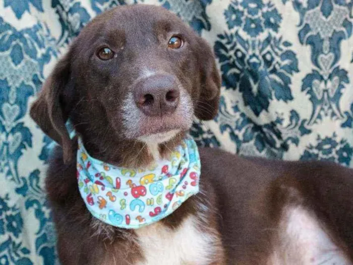 Cachorro ra a SRD idade 4 anos nome Jordan
