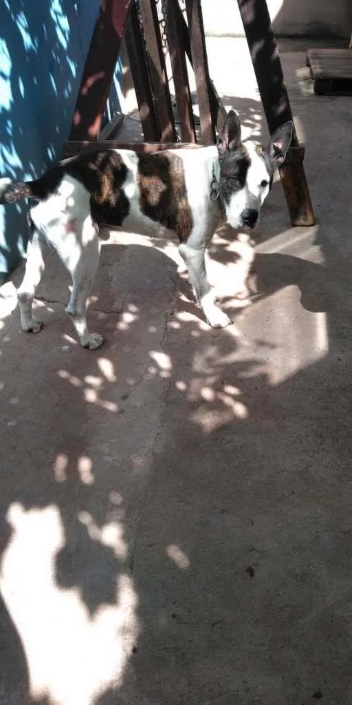 Cachorro ra a Mestiço com BullTerrier idade 5 anos nome Ricke