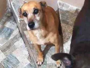 Cachorro raça SRD idade 6 ou mais anos nome Nala