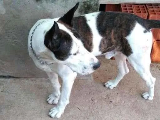 Cachorro ra a Mestiço com BullTerrier idade 5 anos nome Ricke