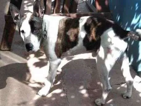 Cachorro ra a Mestiço com BullTerrier idade 5 anos nome Ricke