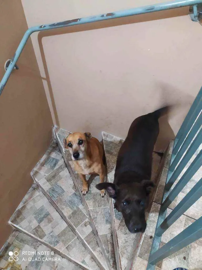 Cachorro ra a SRD idade 6 ou mais anos nome Pantera