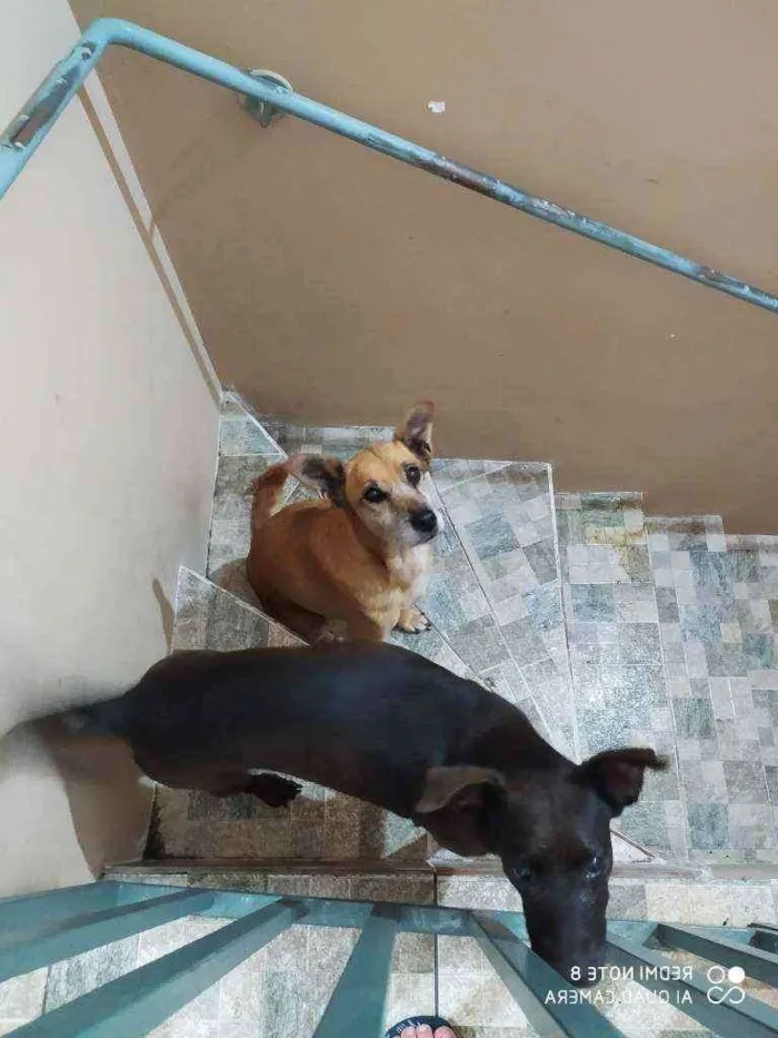 Cachorro ra a SRD idade 6 ou mais anos nome Pantera