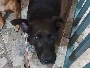 Cachorro ra a SRD idade 6 ou mais anos nome Pantera