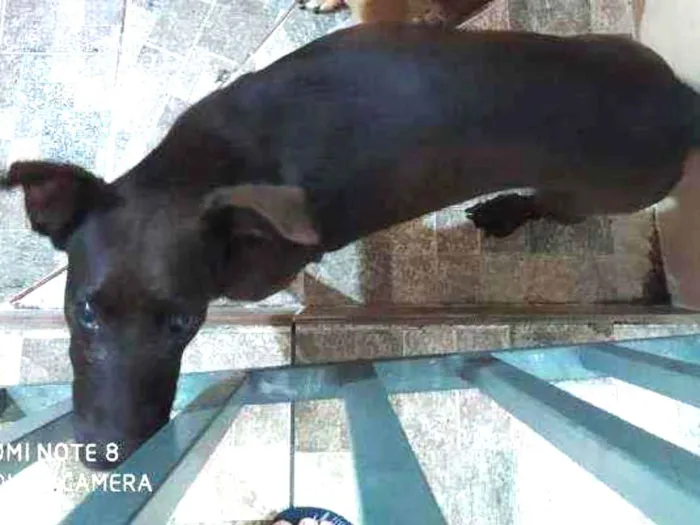 Cachorro ra a SRD idade 6 ou mais anos nome Pantera