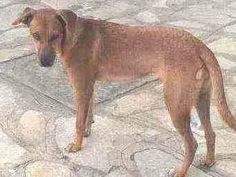 Cachorro raça Vira lata idade 7 a 11 meses nome Mel