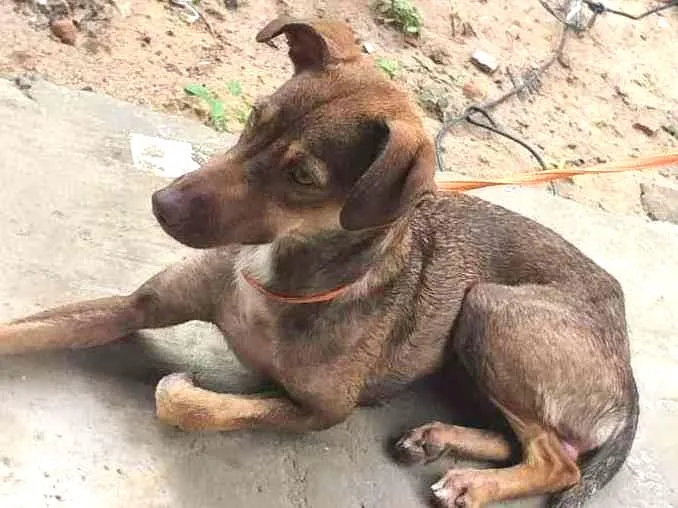 Cachorro ra a indefinida idade 7 a 11 meses nome charlote