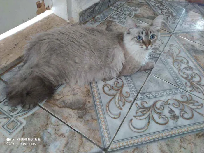 Gato ra a Srd idade 1 ano nome Pipoca