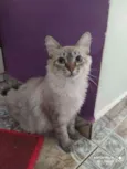 Pipoca