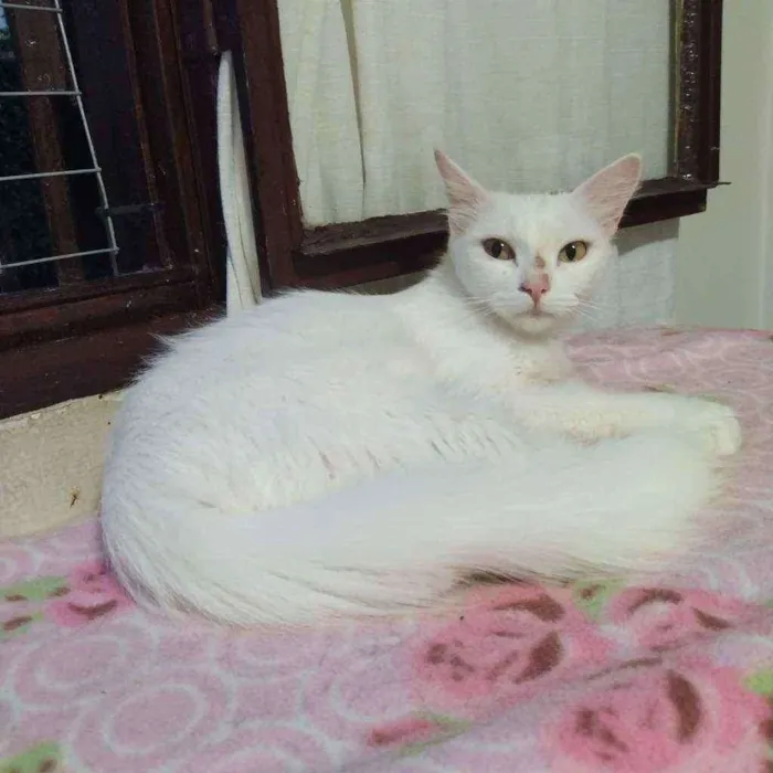 Gato ra a Srd idade 1 ano nome Neve