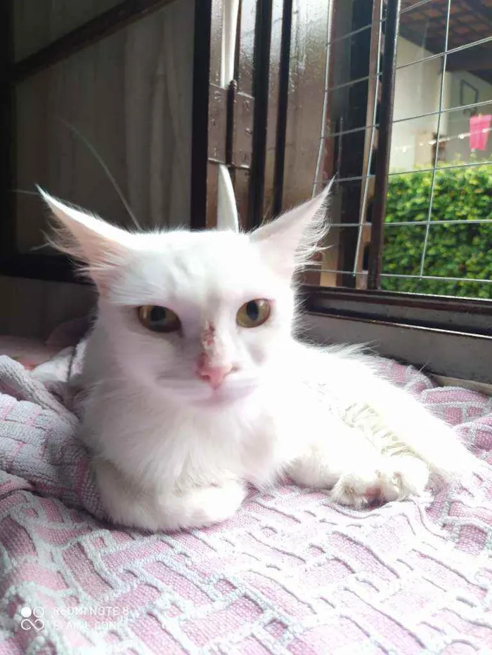 Gato ra a Srd idade 1 ano nome Neve