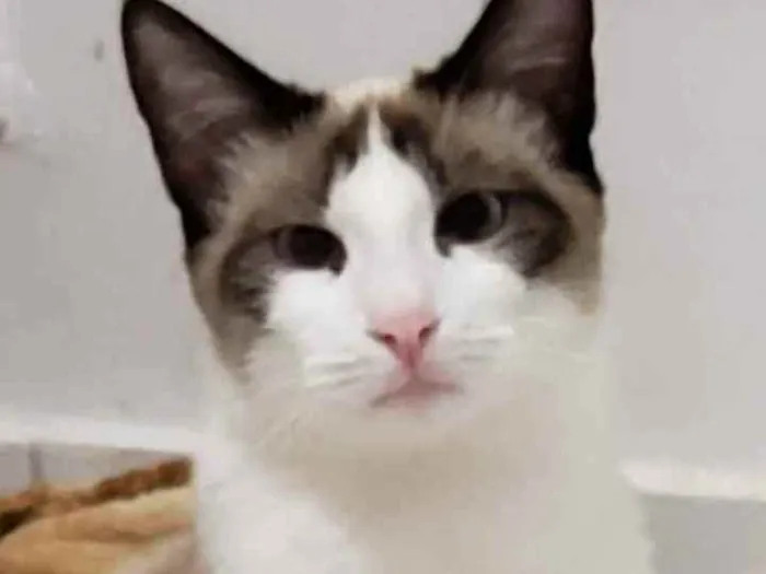 Gato ra a Sem raça definida idade 1 ano nome Bianca