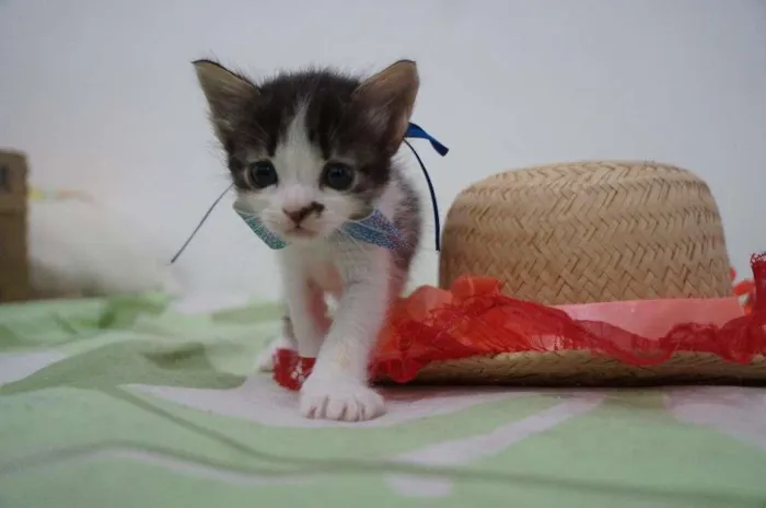 Gato ra a SRD-ViraLata idade Abaixo de 2 meses nome Snarf