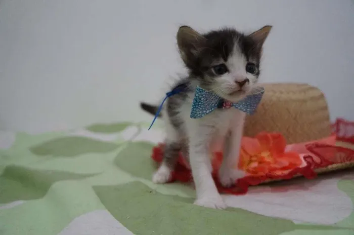 Gato ra a SRD-ViraLata idade Abaixo de 2 meses nome Snarf