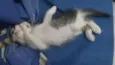 Snarf