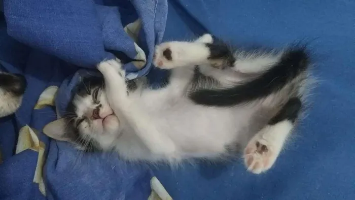 Gato ra a SRD-ViraLata idade Abaixo de 2 meses nome Snarf