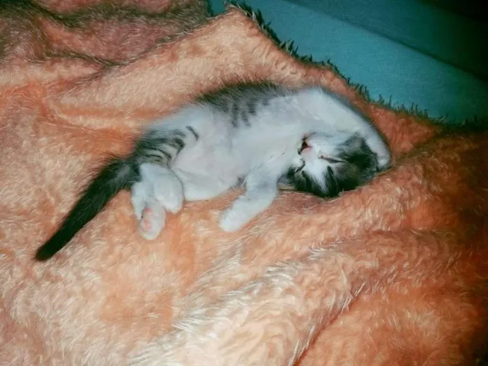 Gato ra a SRD-ViraLata idade Abaixo de 2 meses nome Snarf