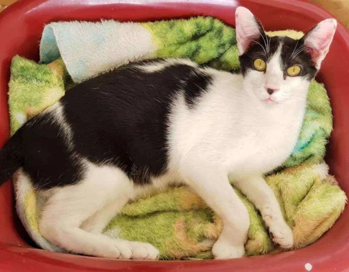 Gato ra a Sem raça definida idade 2 a 6 meses nome Boni
