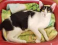 Boni