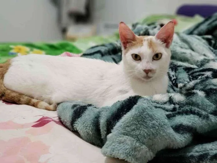 Gato ra a Sem raça definida idade 1 ano nome Cora
