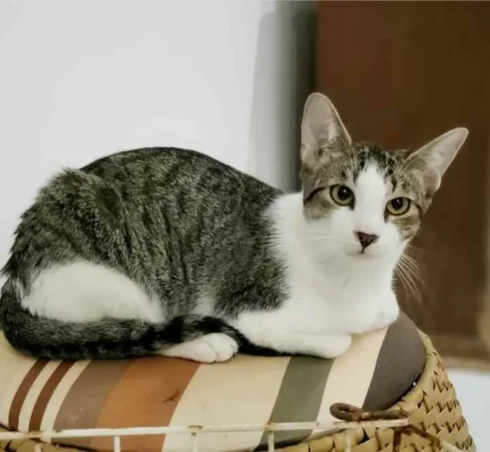 Gato ra a Sem raça definida idade 7 a 11 meses nome Dinho