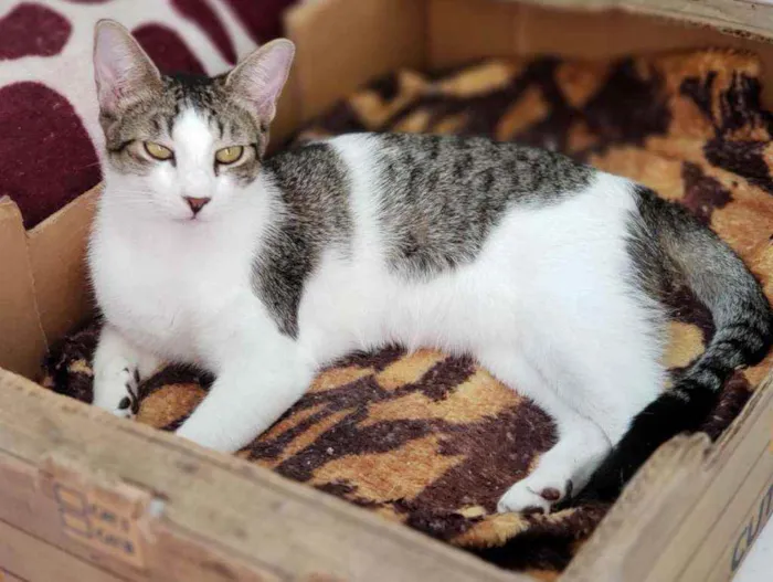 Gato ra a Sem raça definida idade 7 a 11 meses nome Dinho