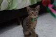 Theodor